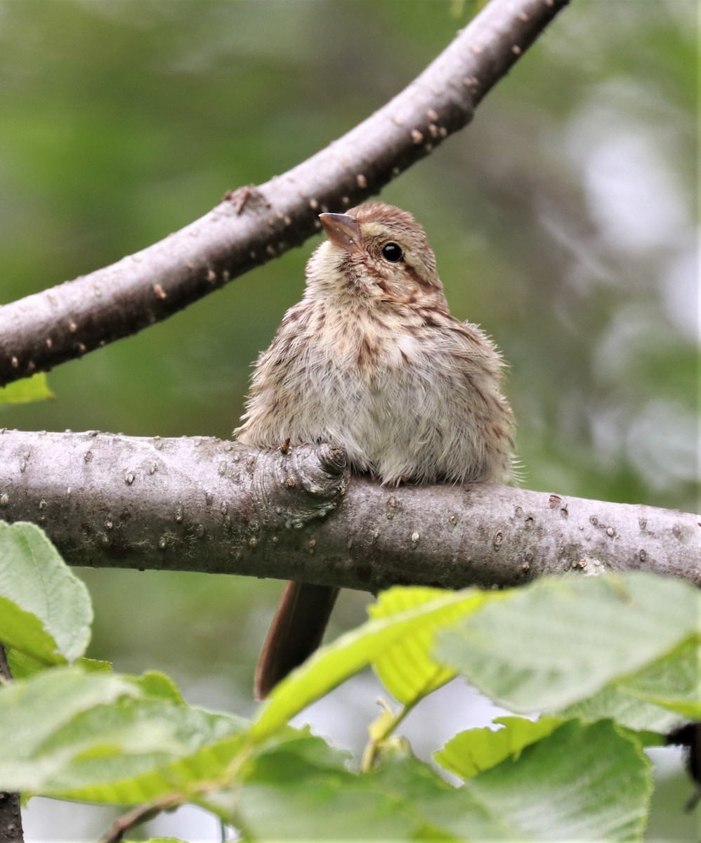 Song Sparrow - ML464052701