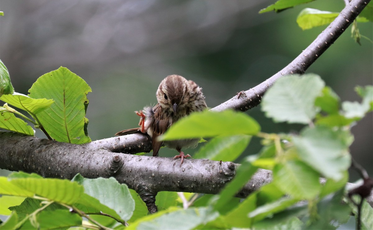 Song Sparrow - ML464052711