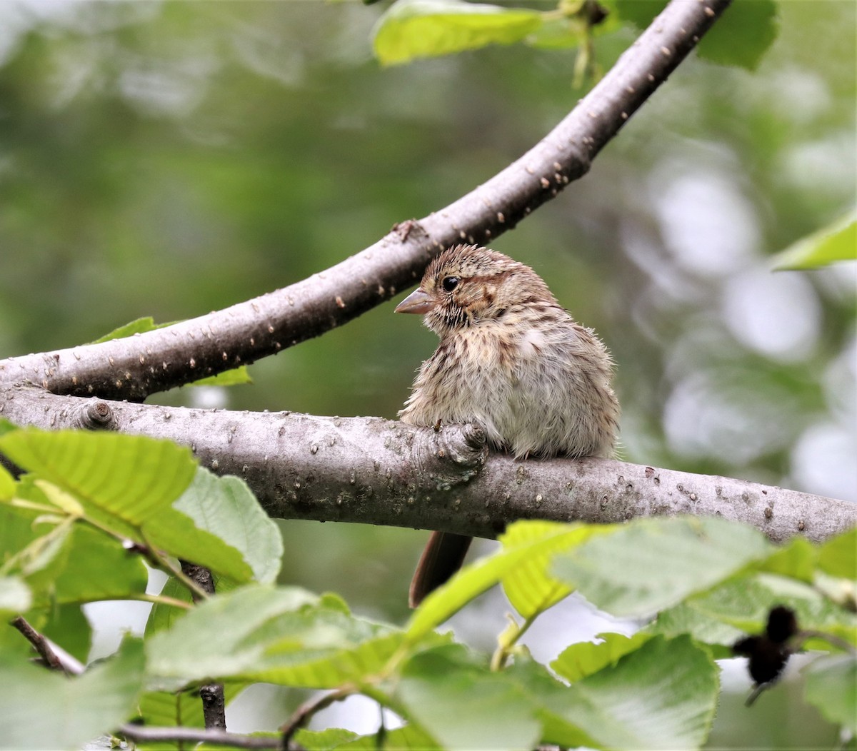 Song Sparrow - ML464052721