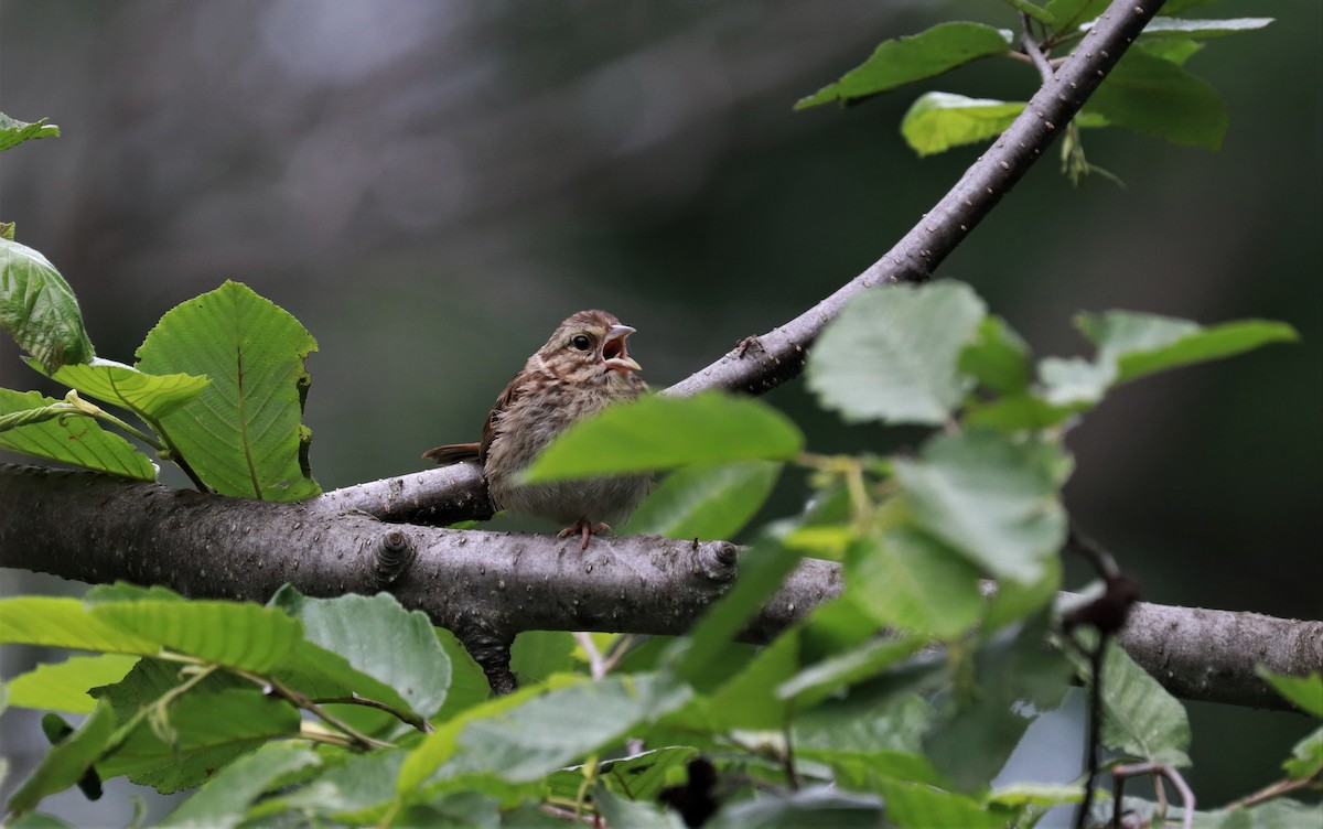 Song Sparrow - ML464052731