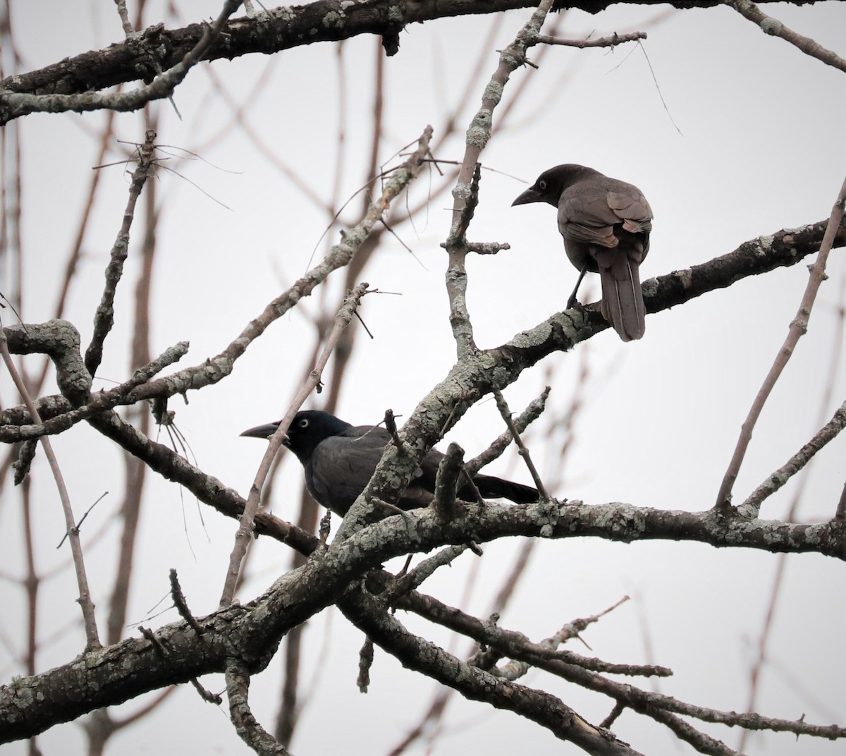 Common Grackle - ML464052771