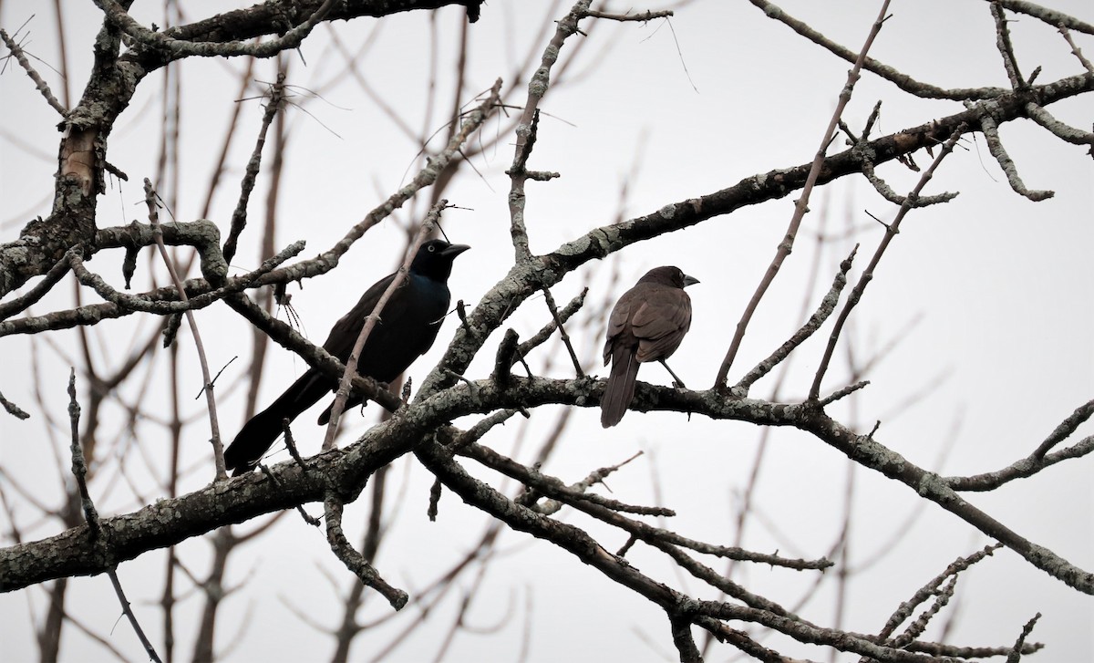 Common Grackle - ML464052781