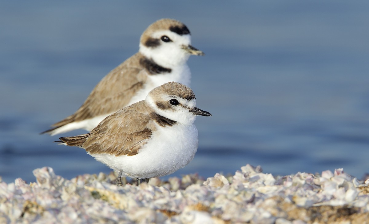 Snowy Plover - ML464055381