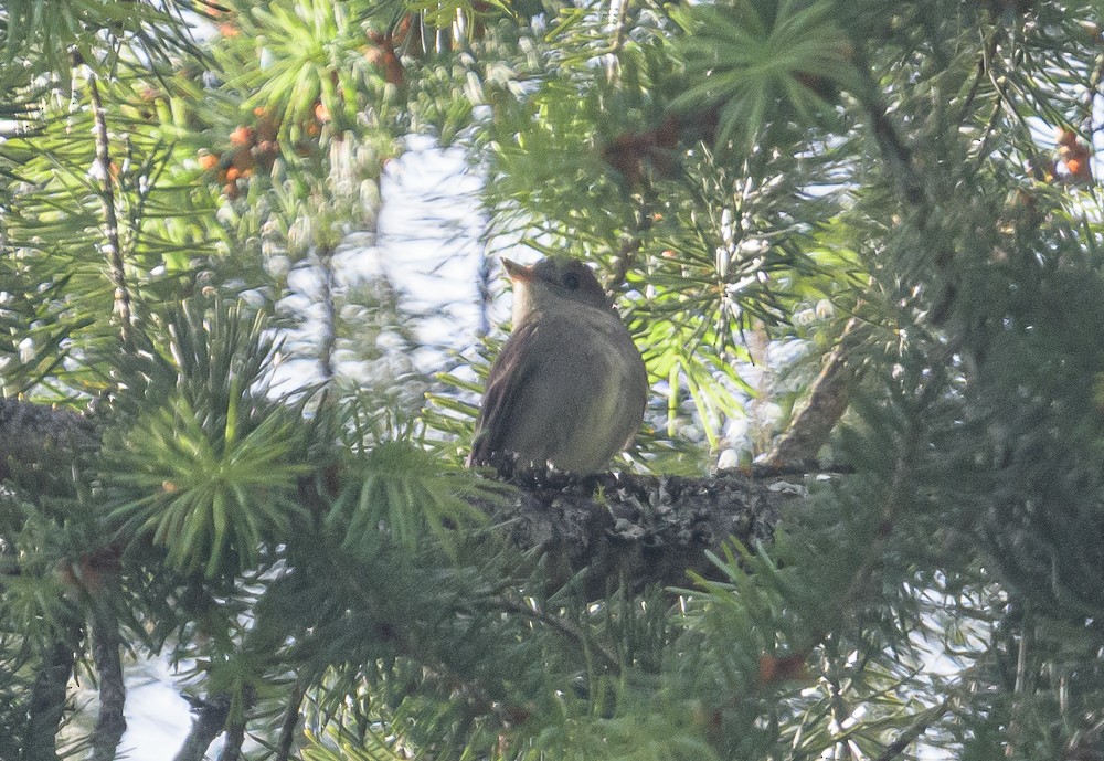 Western Wood-Pewee - ML464056281