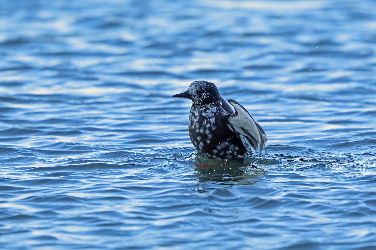 Black Guillemot - ML46405691