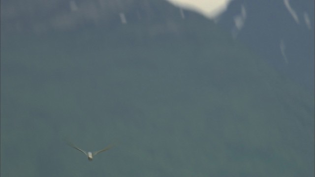 Arctic Tern - ML464057