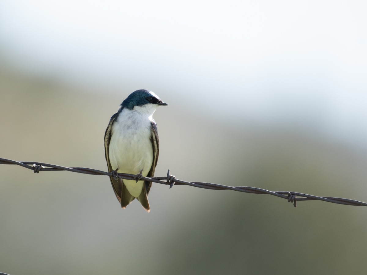 Tree Swallow - ML464057601