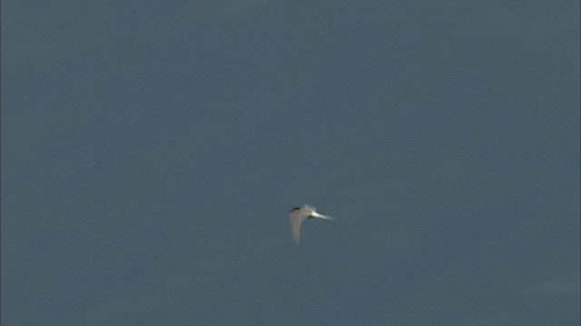 Arctic Tern - ML464058