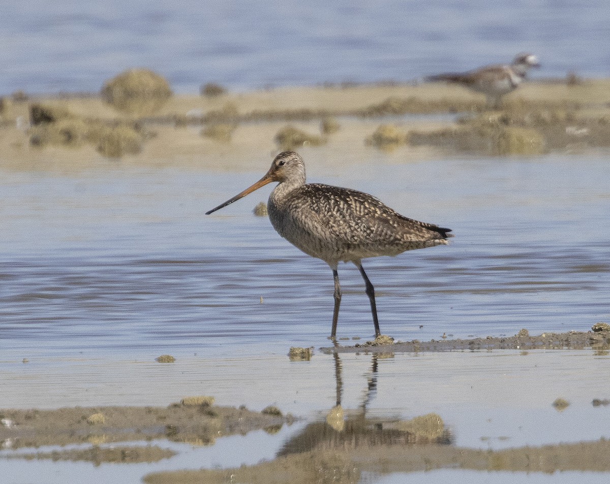 Marbled Godwit - ML464058701