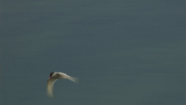 Arctic Tern - ML464059