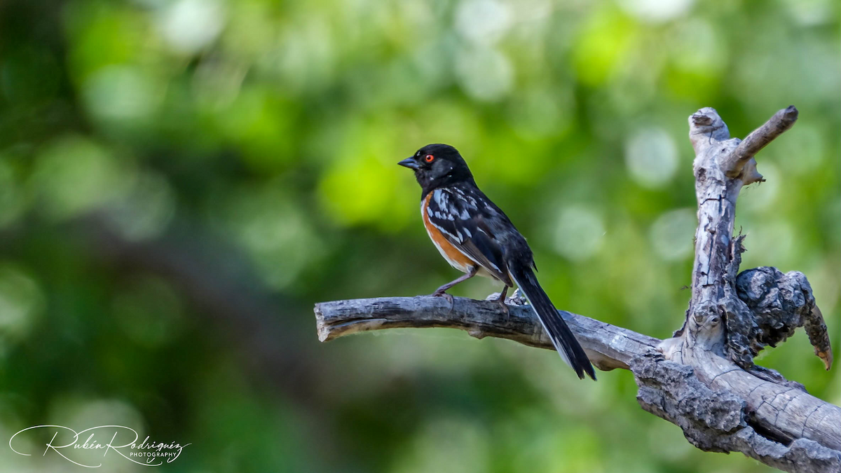 Spotted Towhee - ML464059161