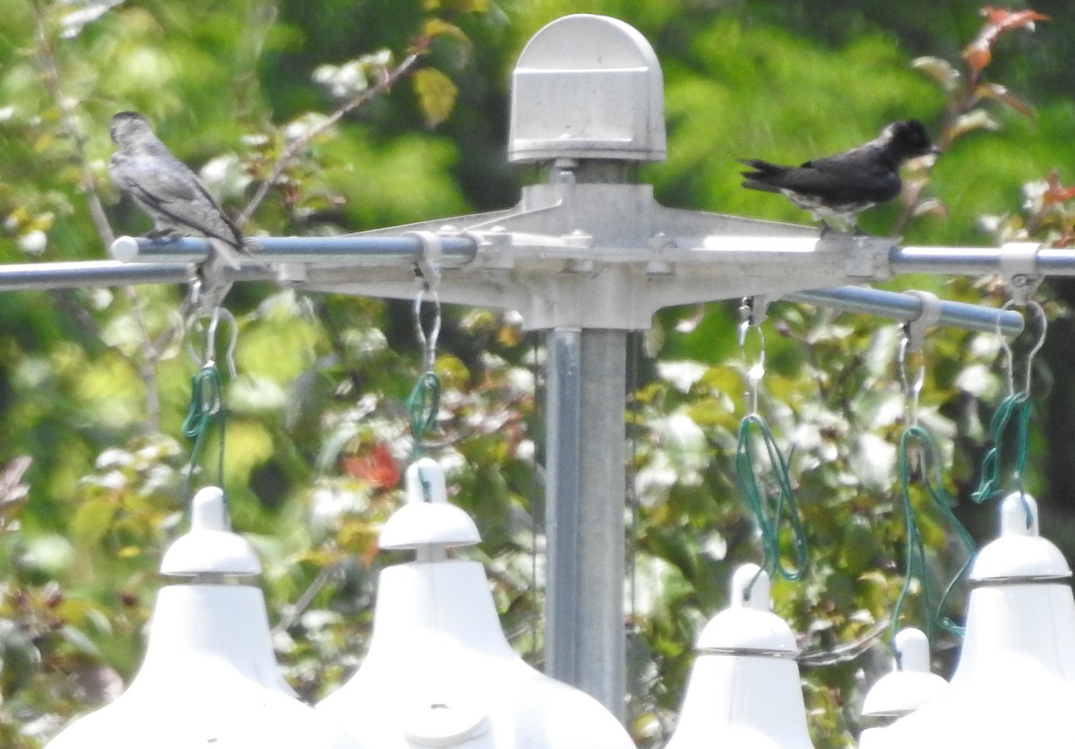 Purple Martin - ML464059171