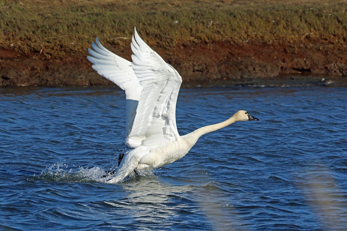 Tundra Swan (Whistling) - Nigel Voaden