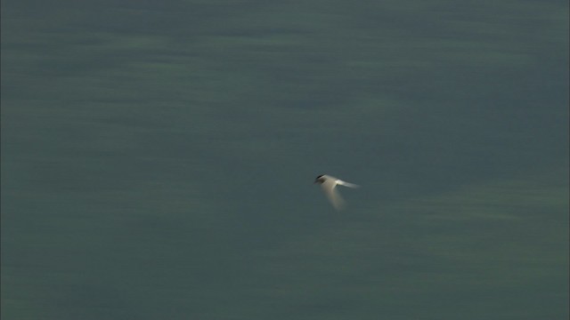 Arctic Tern - ML464060