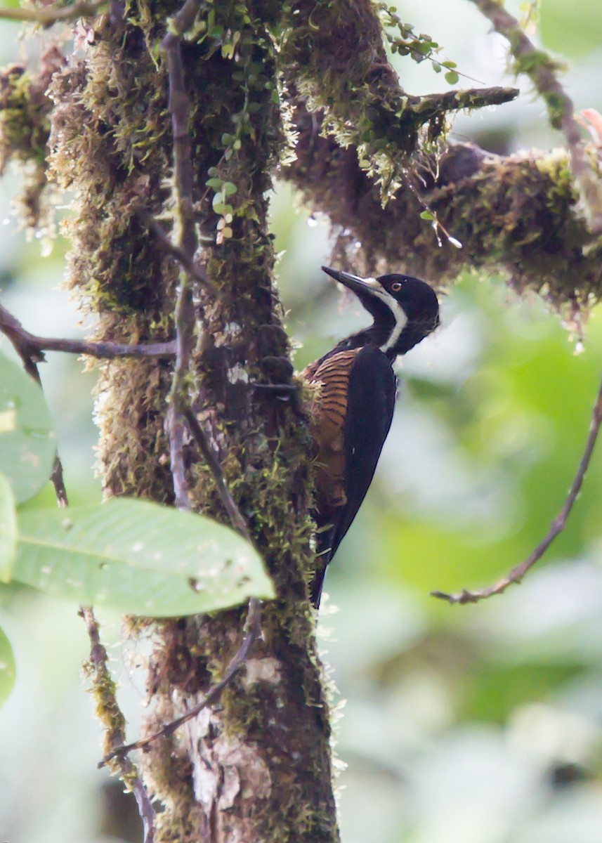 Powerful Woodpecker - ML464060321