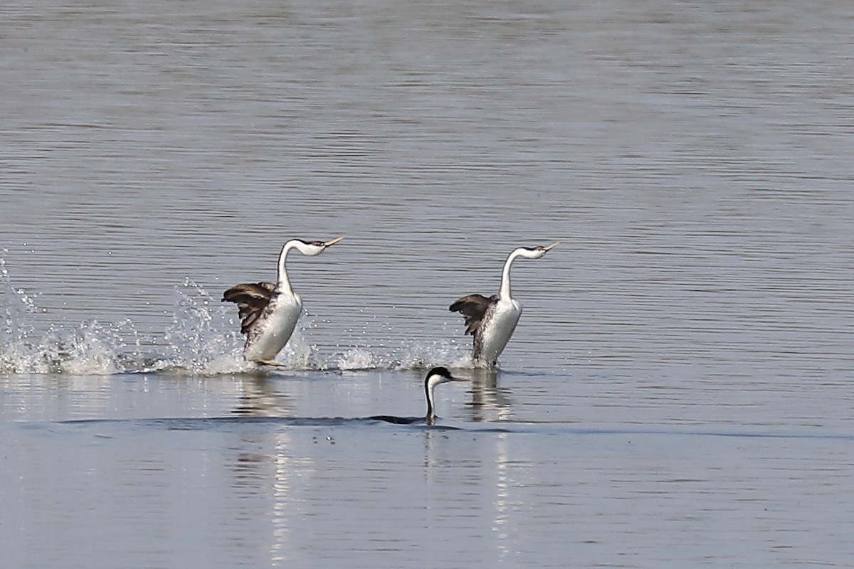 Western Grebe - ML464060751