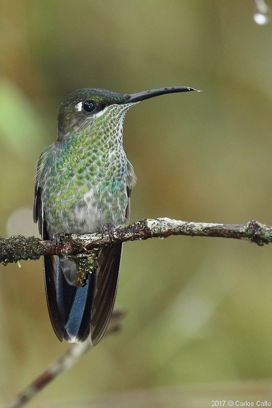 Violet-fronted Brilliant - ML46406201