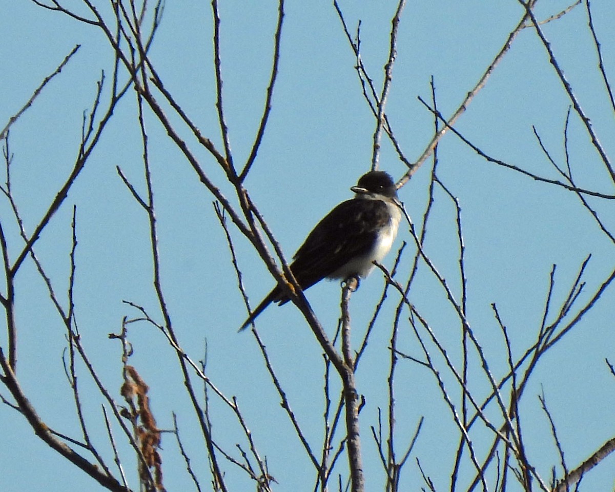 Eastern Kingbird - ML464062321