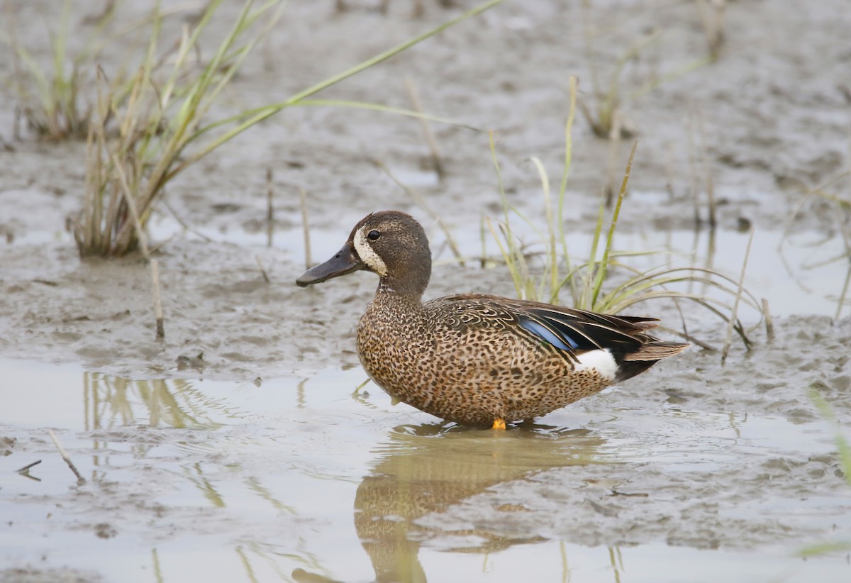 Blue-winged Teal - ML464062521