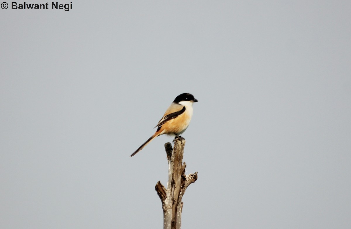 Long-tailed Shrike - Balwant Negi