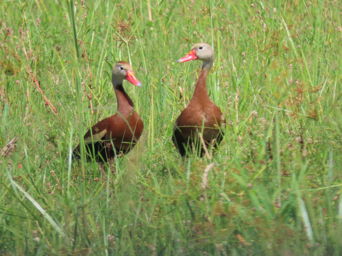 Black-bellied Whistling-Duck - ML464063051