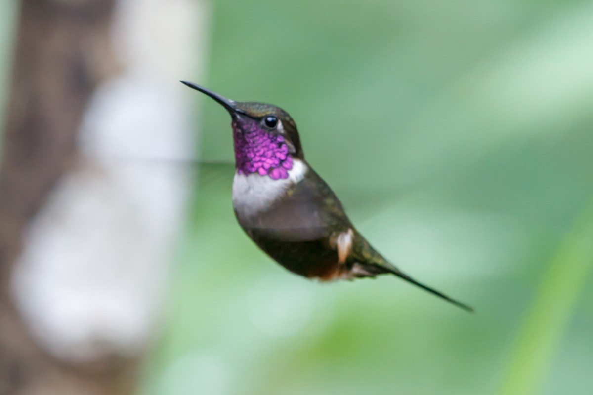 Purple-throated Woodstar - Christopher Sloan