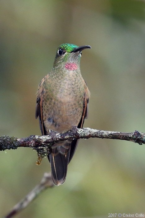 kolibřík hnědobřichý - ML46406321