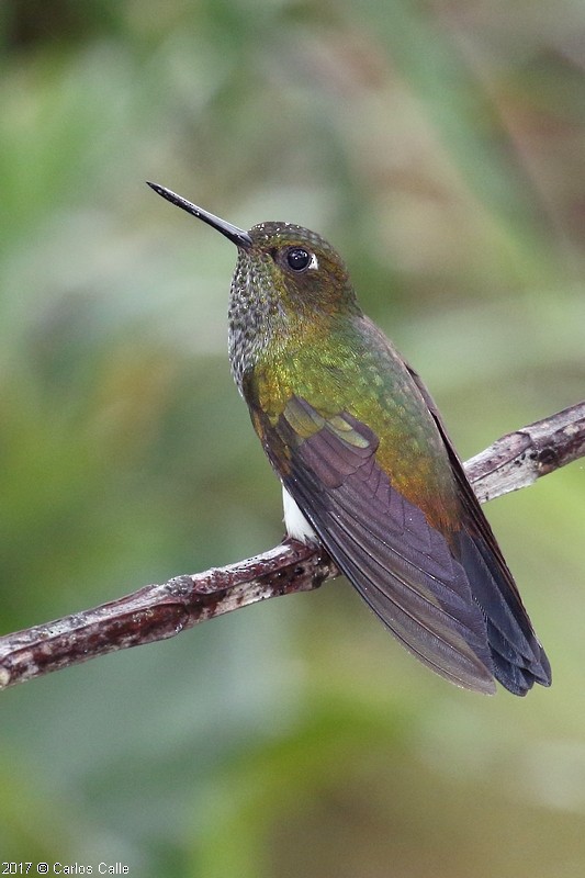 kolibřík zelenkavý - ML46406341