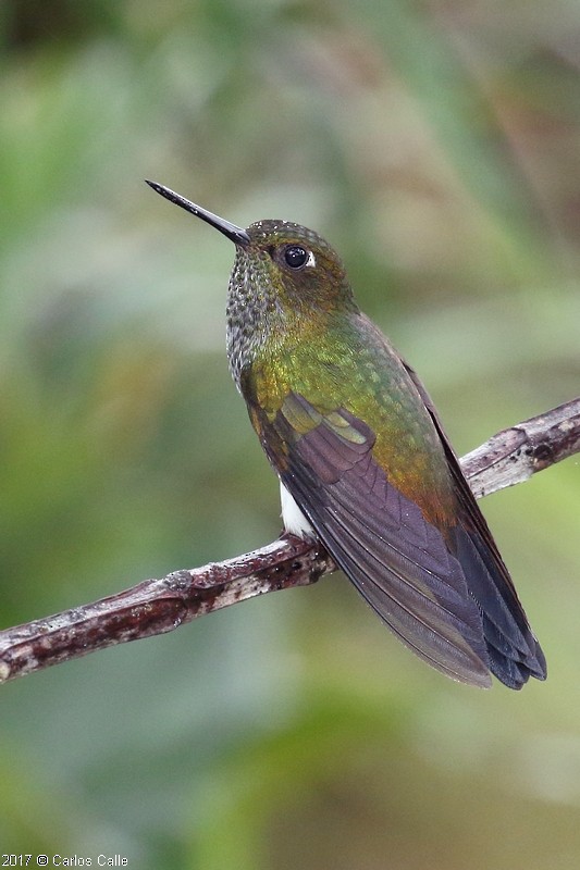 Greenish Puffleg - ML46406341