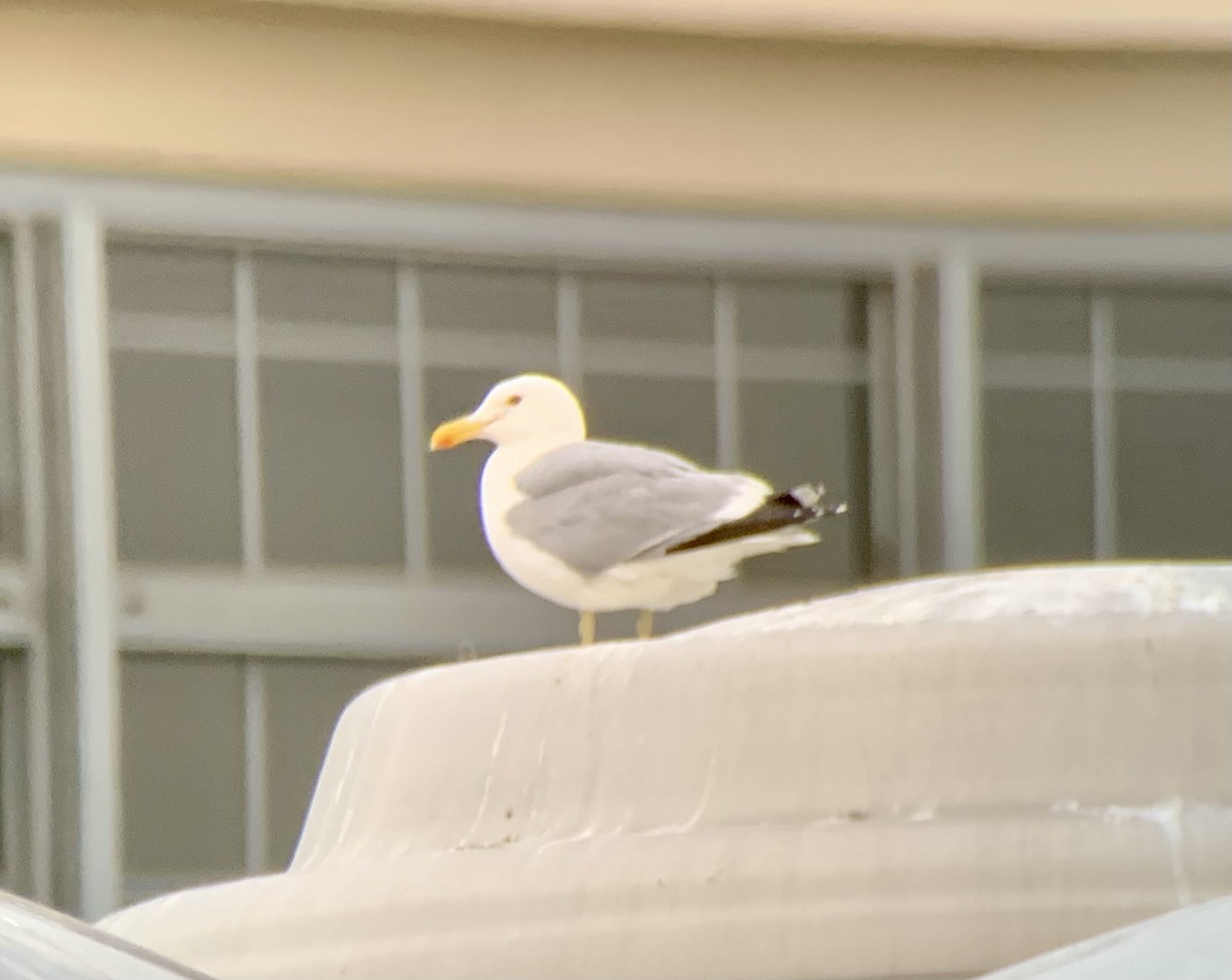 American Herring x California Gull (hybrid) - ML464063791