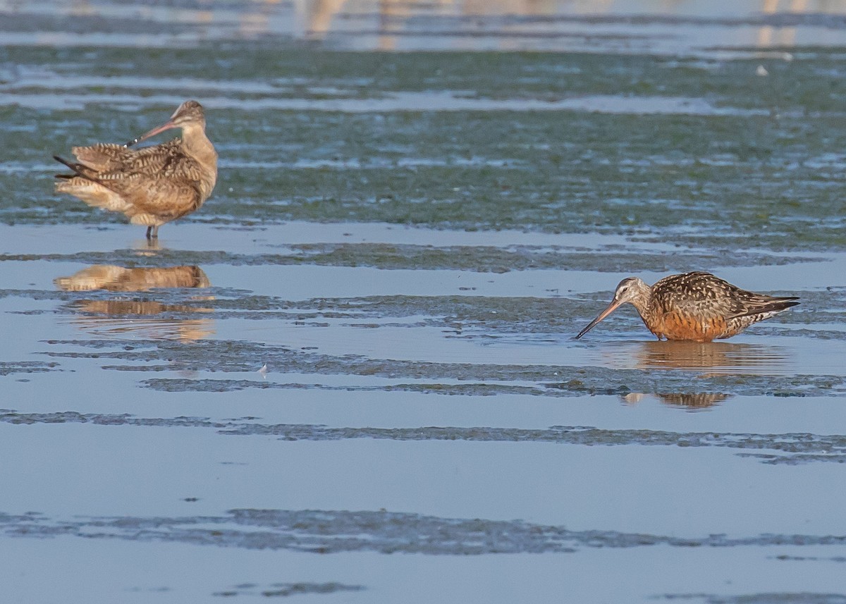 Hudsonian Godwit - ML464064001