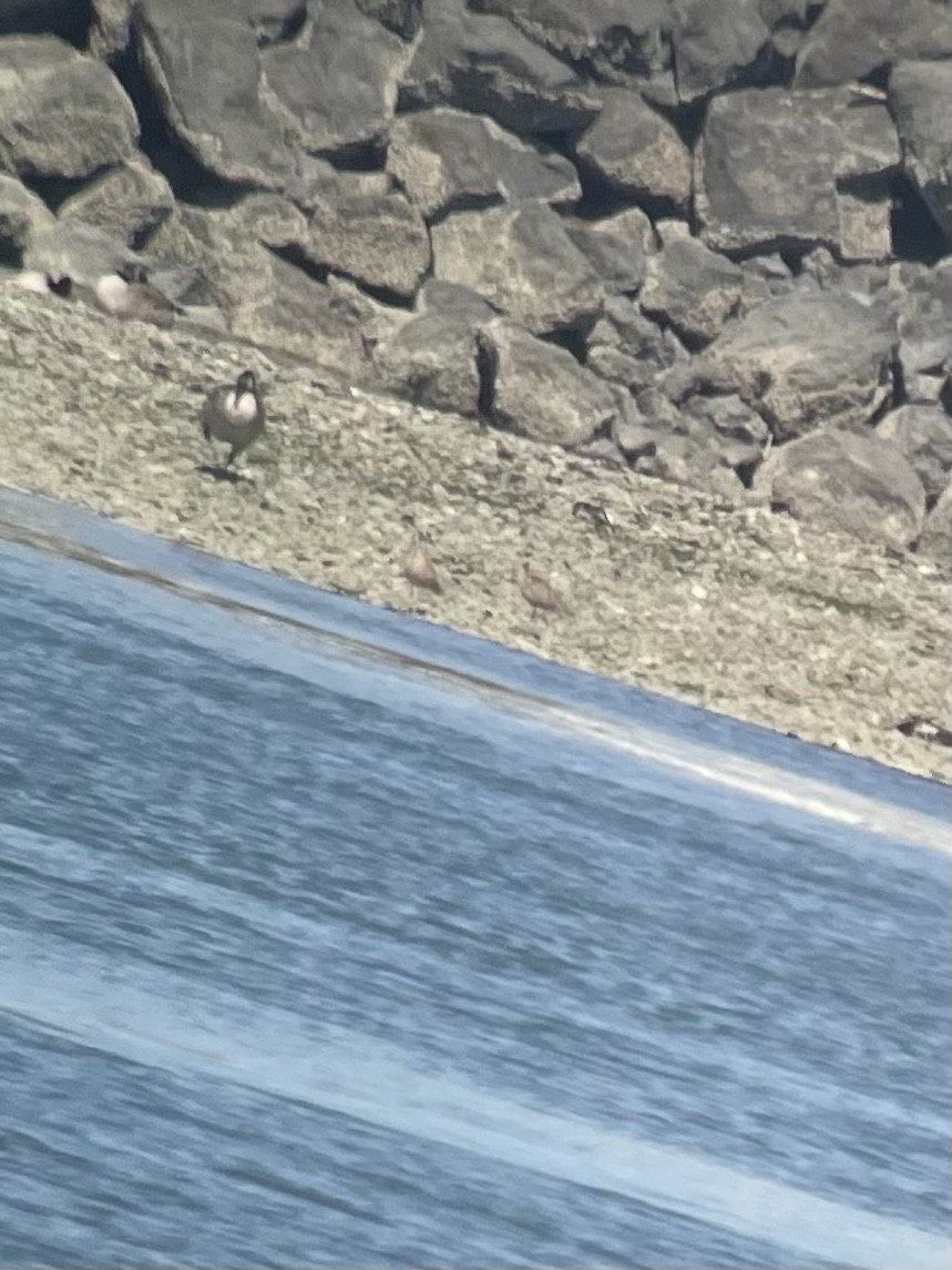 Long-billed Curlew - ML464064181