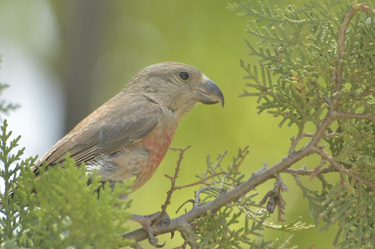 Red Crossbill - ML464065231