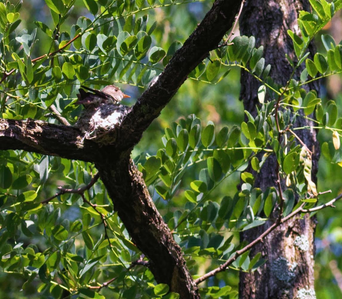 Eastern Wood-Pewee - ML464065661