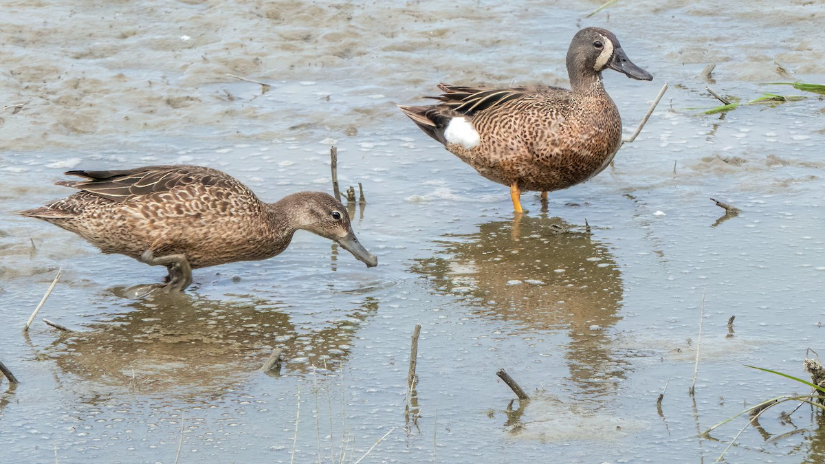 Blue-winged Teal - ML464066051