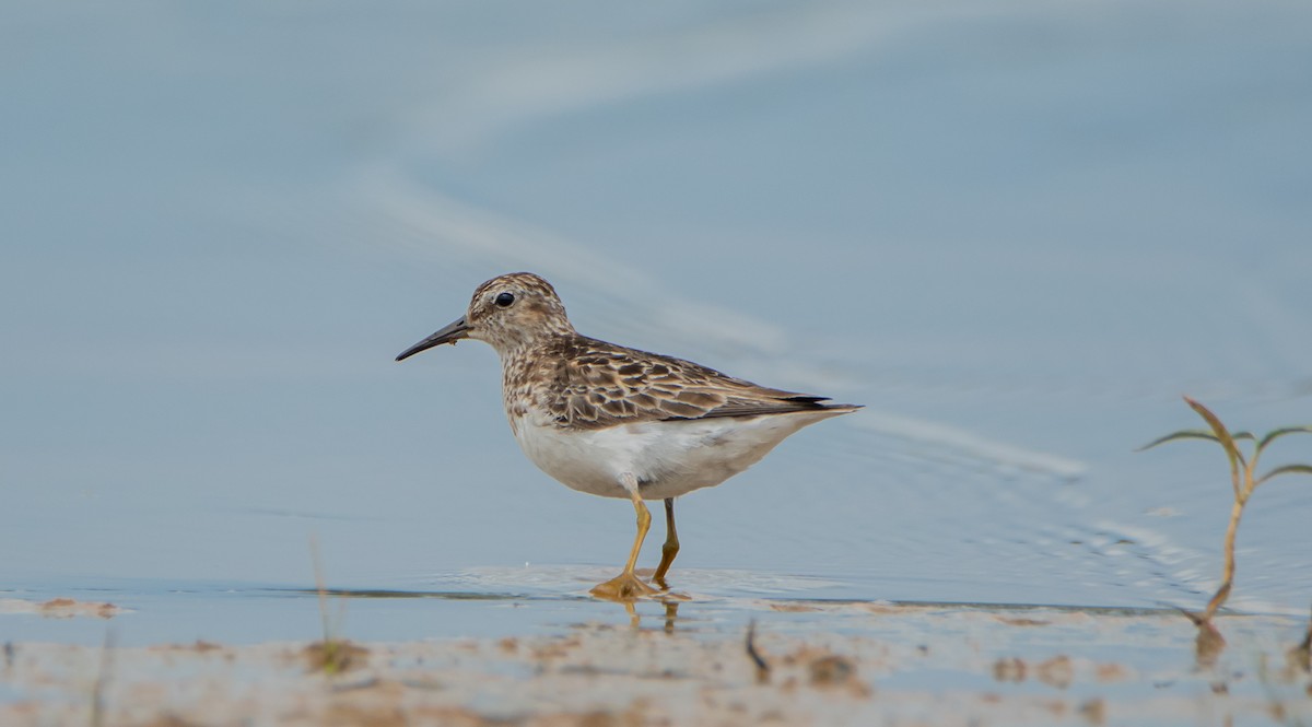 Least Sandpiper - ML464066381