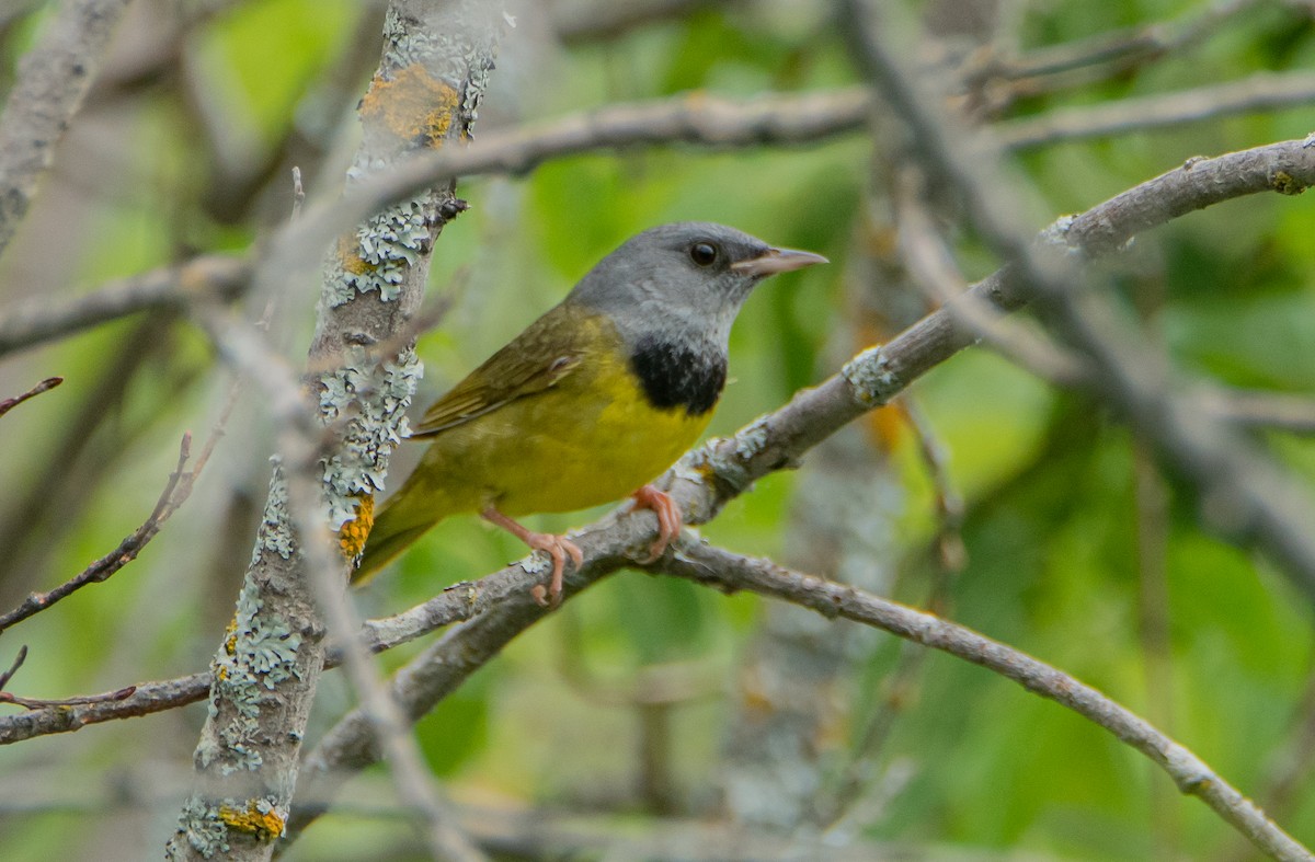 Mourning Warbler - ML464067351