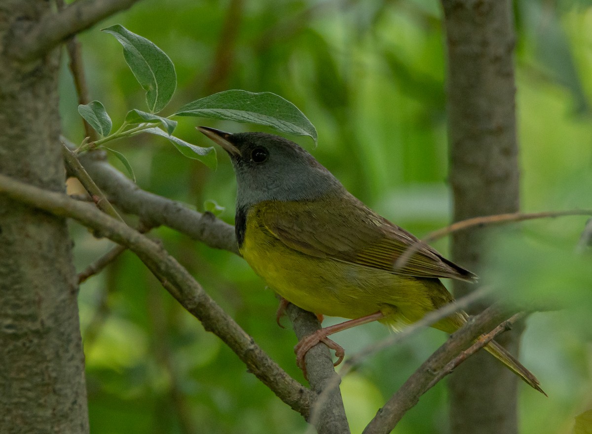 Mourning Warbler - ML464067361