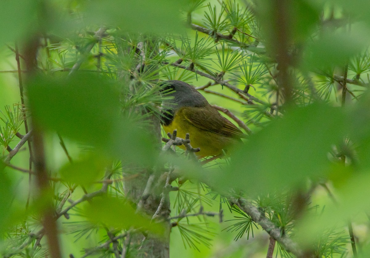 Mourning Warbler - ML464067371