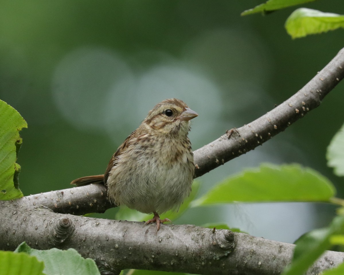 Song Sparrow - ML464067481