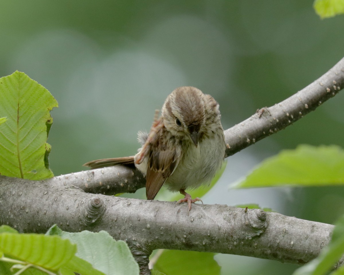 Song Sparrow - ML464067531