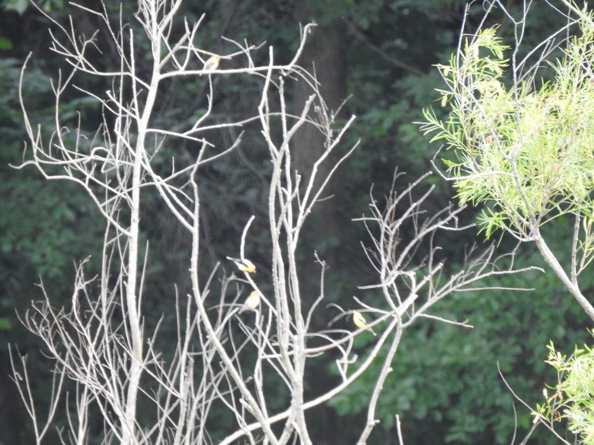 American Goldfinch - ML464067581