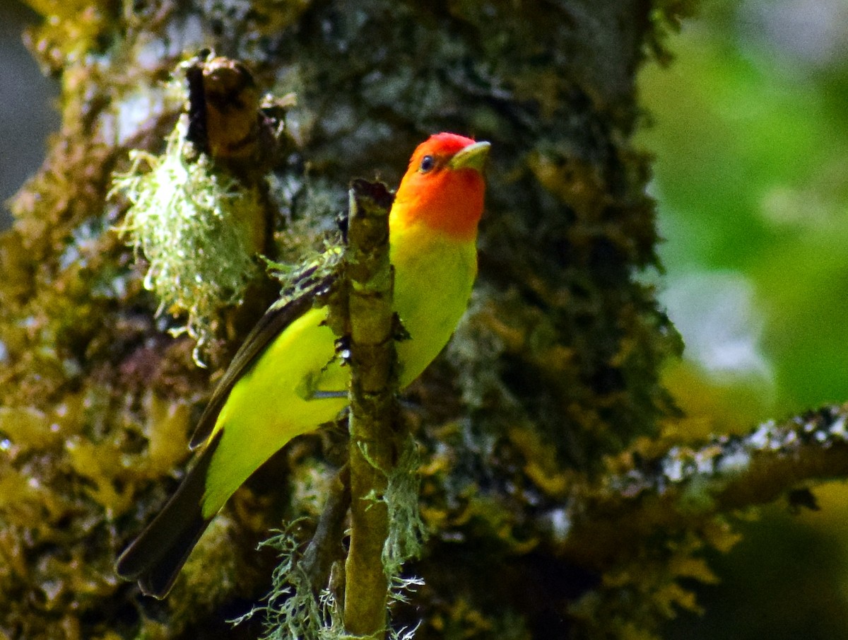 Western Tanager - ML464068281