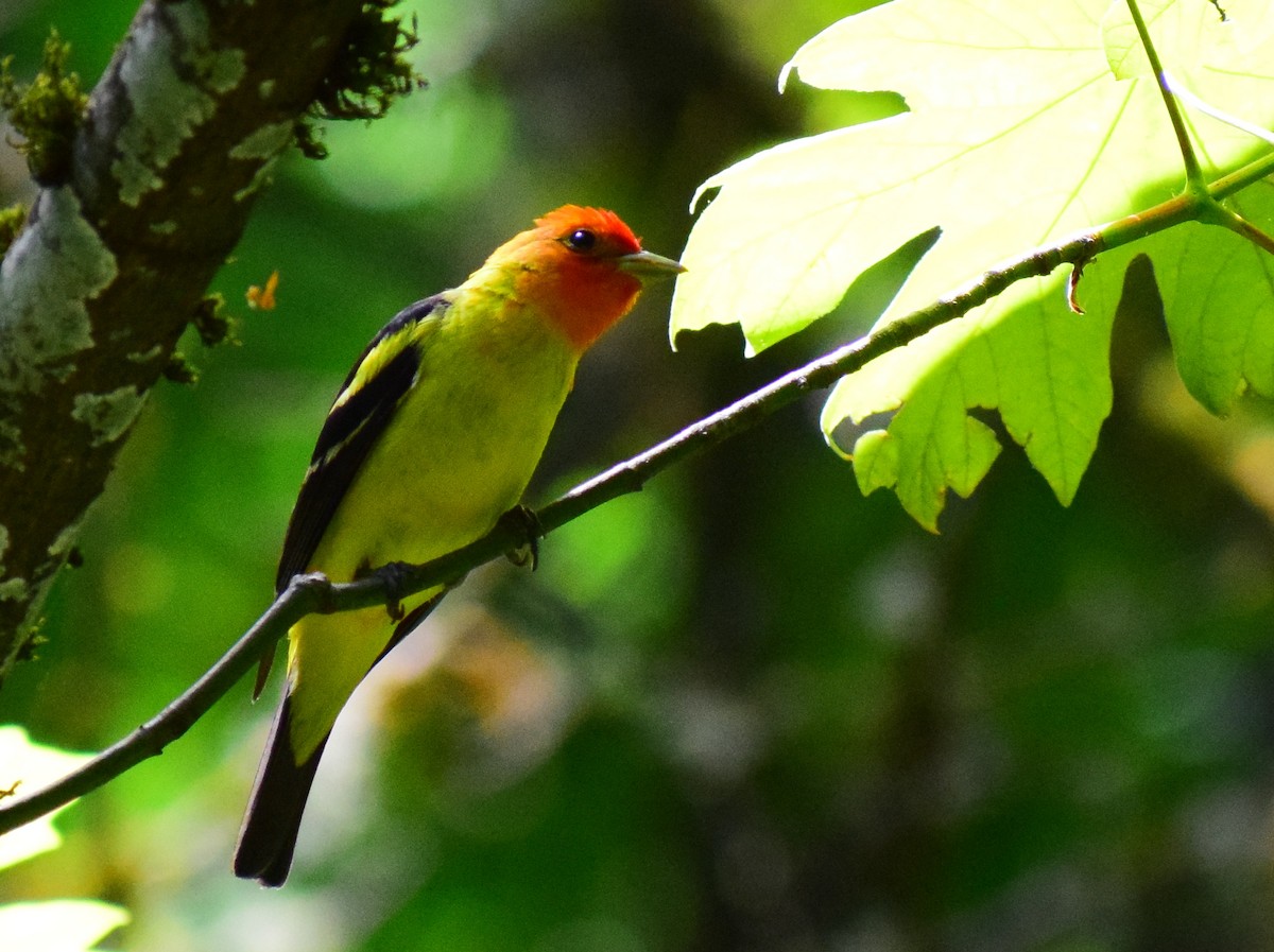 Western Tanager - ML464068291