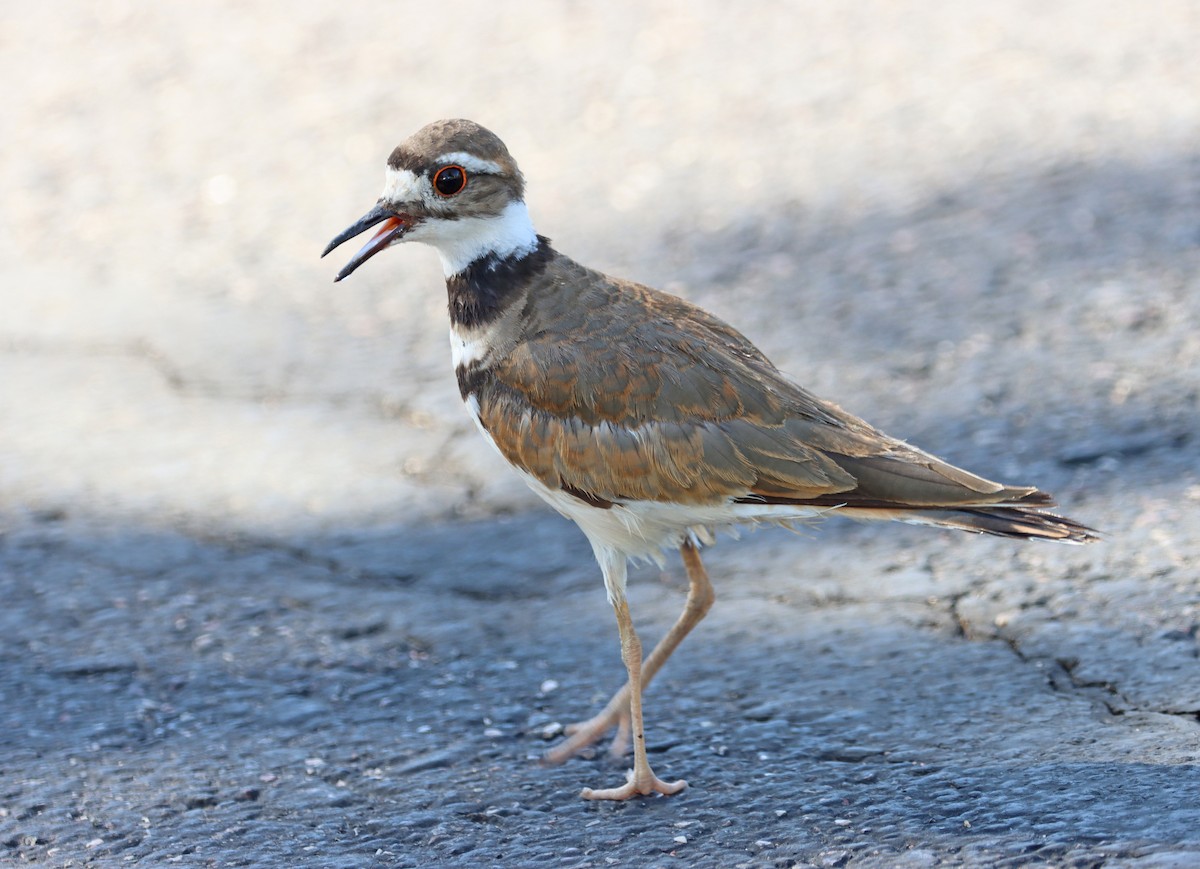 Killdeer - ML464068401