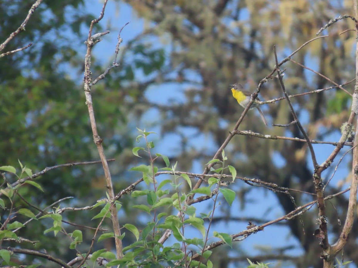 Yellow-breasted Chat - ML464068511