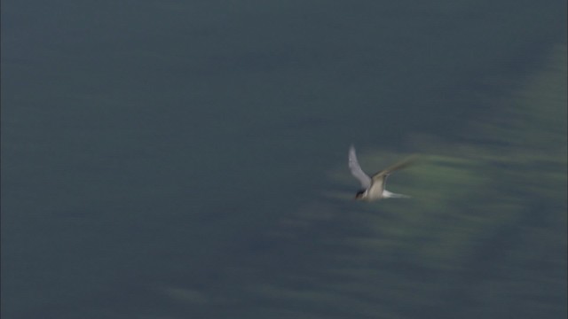 Arctic Tern - ML464069