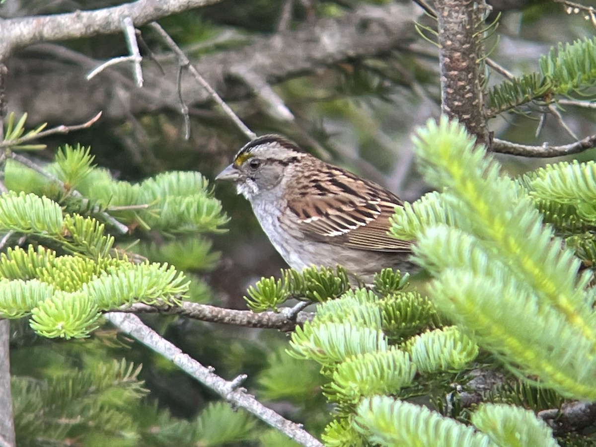 White-throated Sparrow - Daryl Bernard