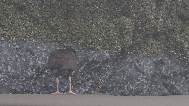 Black Oystercatcher - ML464070921