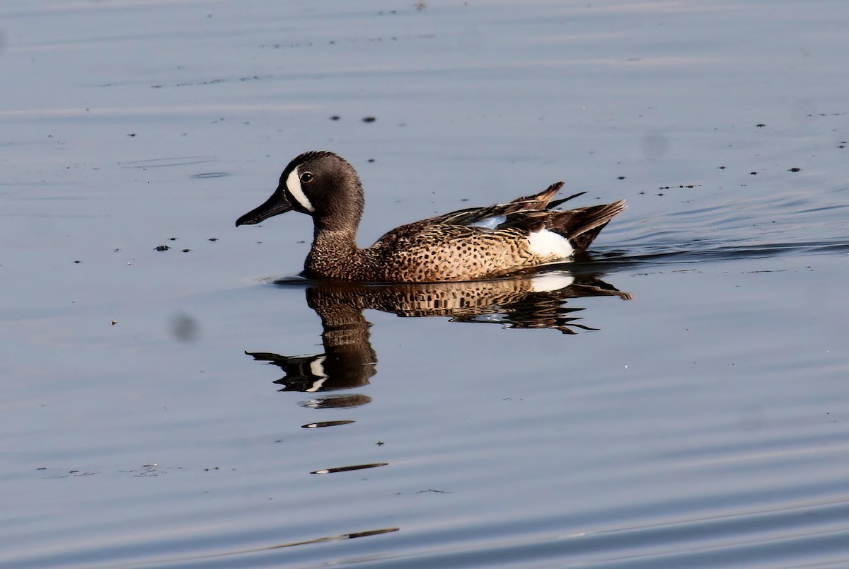 Blue-winged Teal - ML464071091